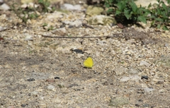 Pyrisitia dina