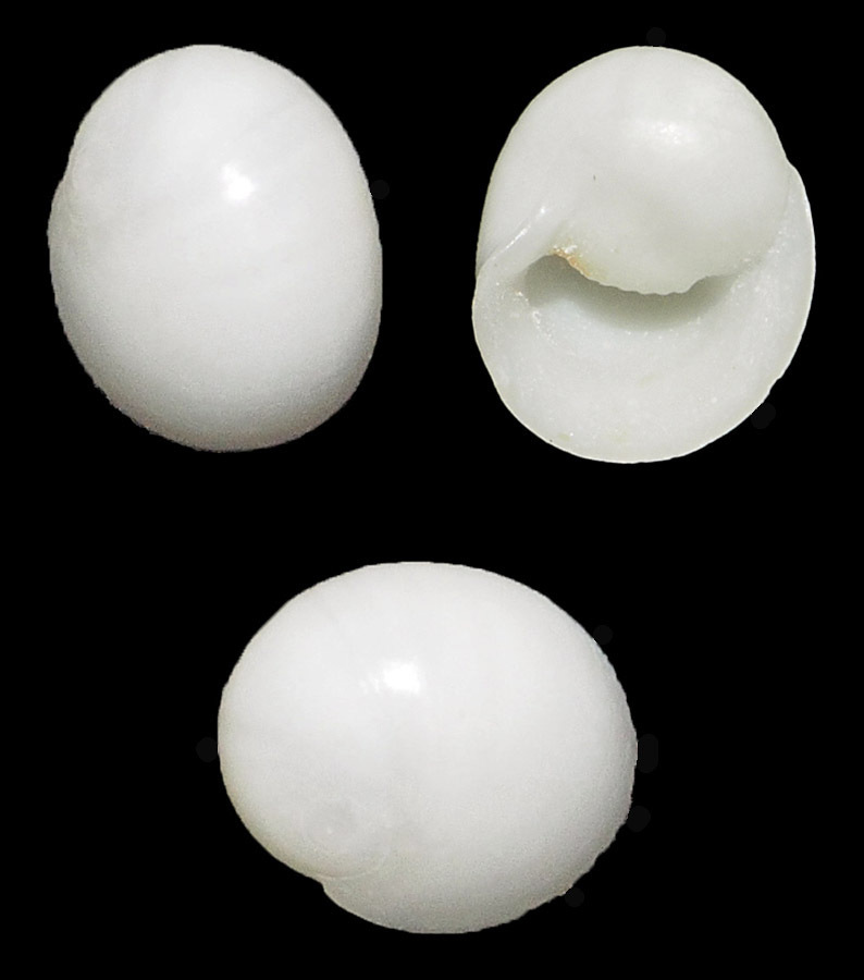 Neritiliidae