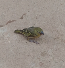 Passeriformes