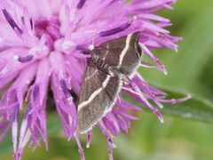 Pyrausta cingulata