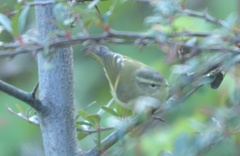 Phylloscopus pulcher