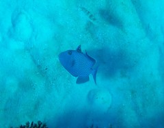 Pseudobalistes fuscus