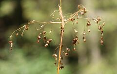 Luzula sylvatica sylvatica