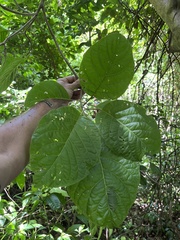 Pisonia horneae
