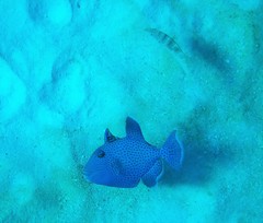 Pseudobalistes fuscus