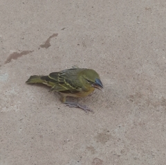 Passeriformes
