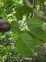 Pisonia horneae