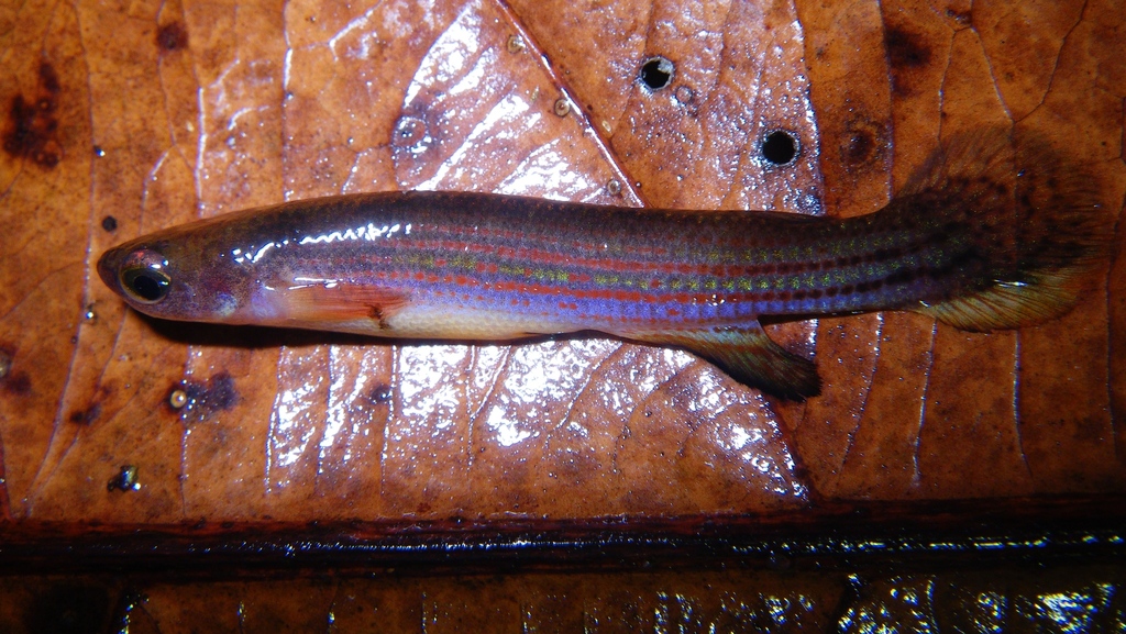 Waimacu killi (Anablepsoides waimacui) — Rivulidae