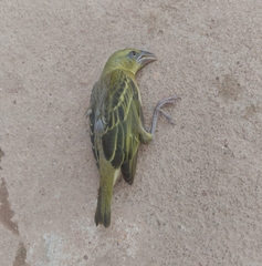 Passeriformes