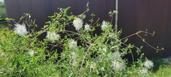 Clematis tangutica
