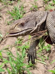 Varanus exanthematicus