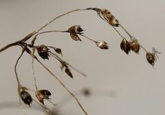 Luzula sylvatica sylvatica