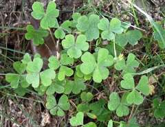 Oxalis corniculata