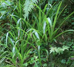 Luzula sylvatica sylvatica