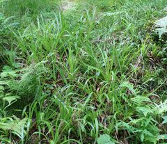 Luzula sylvatica sylvatica