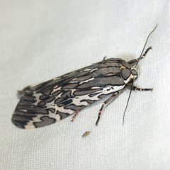 Arachnis aulaea