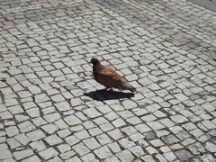 Columba livia domestica