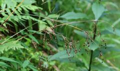 Luzula sylvatica sylvatica