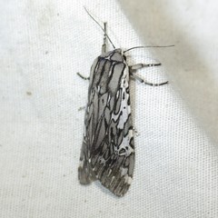 Arachnis aulaea