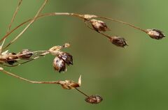 Luzula sylvatica sylvatica