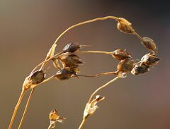 Luzula sylvatica sylvatica