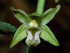 Epipactis exilis