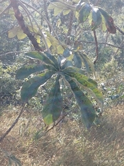 Cecropia