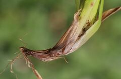 Luzula sylvatica sylvatica