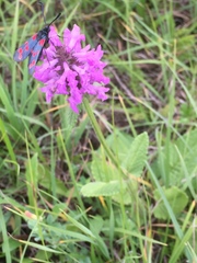 Betonica officinalis