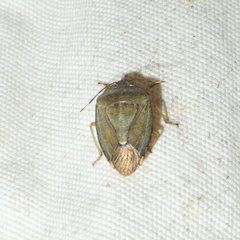 Hippotiscus dorsalis