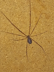 Pholcidae