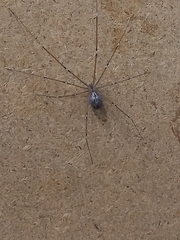 Pholcidae