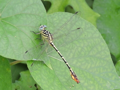 Platygomphus dolabratus