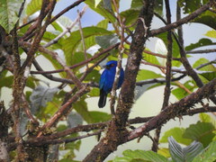 Diglossa indigotica