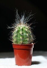 Oreocereus