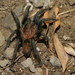 Costa Rican Suntiger Tarantula - Photo (c) Dominik Hofer, some rights reserved (CC BY-NC-SA)