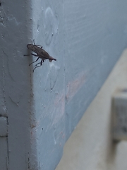 Euthycera cribrata