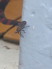 Euthycera cribrata