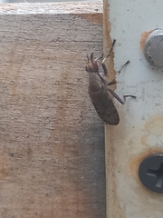Euthycera cribrata
