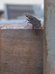 Euthycera cribrata