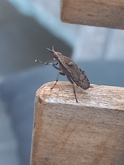 Euthycera cribrata