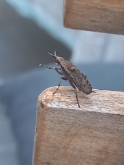 Euthycera cribrata