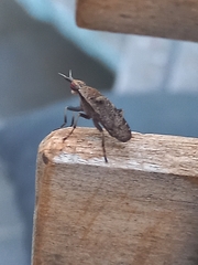 Euthycera cribrata