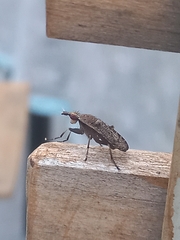 Euthycera cribrata