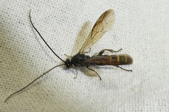 Metopius fuscipennis