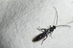 Metopius fuscipennis