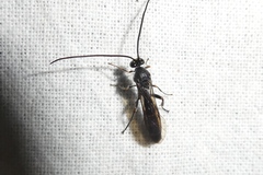 Metopius fuscipennis