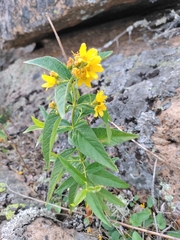 Lysimachia vulgaris