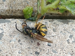 Vespula germanica