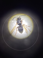 Vespula consobrina